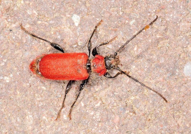 Pyrrhidium sanguineum